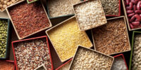 Varieties of grains seeds and beans.